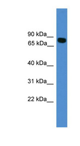 ITIH1 antibody LS-C116998 Western blot of HepG2 cell lysate.