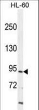 ITIH1 Antibody western blot of HL-60 cell line lysates (35 ug/lane). The ITIH1 antibody detected the ITIH1 protein (arrow).