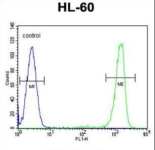ITIH1 Antibody flow cytometry of HL-60 cells (right histogram) compared to a negative control cell (left histogram). FITC-conjugated goat-anti-rabbit secondary antibodies were used for the analysis.