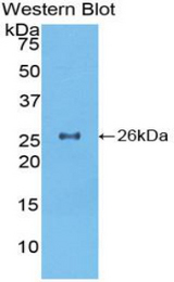 Western blot of recombinant TOR2A.