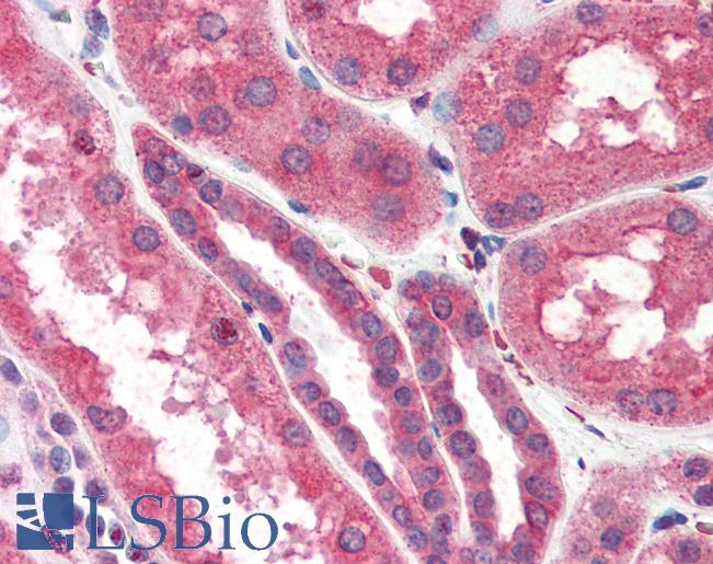 Anti-ITPR2 antibody IHC of human kidney. Immunohistochemistry of formalin-fixed, paraffin-embedded tissue after heat-induced antigen retrieval. Antibody LS-B3238 concentration 75 ug/ml.