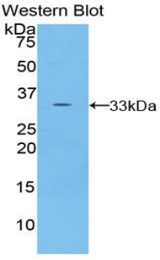 Western blot of recombinant TOR2A.