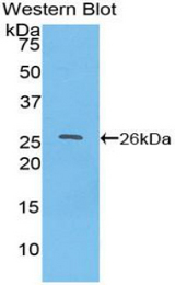 Western blot of recombinant TOR2A.