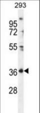 FOLR4 Antibody western blot of 293 cell line lysates (35 ug/lane). The FOLR4 antibody detected the FOLR4 protein (arrow).
