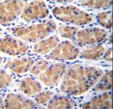 TOR2A Antibody immunohistochemistry of formalin-fixed and paraffin-embedded human stomach tissue followed by peroxidase-conjugated secondary antibody and DAB staining.