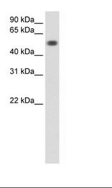 Transfected 293T Cell Lysate