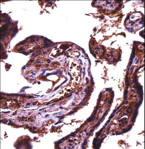JAM2 Antibody immunohistochemistry of formalin-fixed and paraffin-embedded human placenta tissue followed by peroxidase-conjugated secondary antibody and DAB staining.