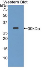 Western blot of recombinant TOR3A.