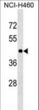 TOR3A Antibody western blot of NCI-H460 cell line lysates (35 ug/lane). The TOR3A antibody detected the TOR3A protein (arrow).