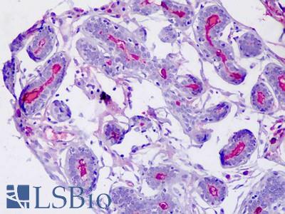 Anti-IGJ antibody IHC staining of human breast. Immunohistochemistry of formalin-fixed, paraffin-embedded tissue after heat-induced antigen retrieval.