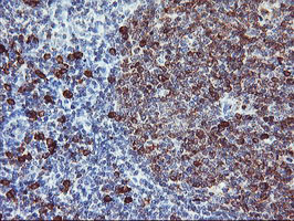 IHC of paraffin-embedded Human tonsil using anti-IGJ mouse monoclonal antibody.