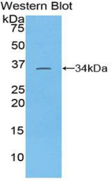 Western blot of recombinant TOR3A.
