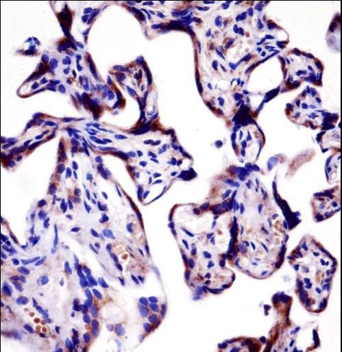 KCNA2 Antibody immunohistochemistry of formalin-fixed and paraffin-embedded human placenta tissue followed by peroxidase-conjugated secondary antibody and DAB staining.