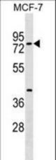 TOX4 Antibody western blot of MCF-7 cell line lysates (35 ug/lane). The TOX4 antibody detected the TOX4 protein (arrow).