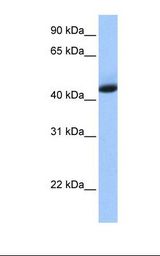 Fetal heart cell lysate. Antibody concentration: 1.0 ug/ml. Gel concentration: 12%.