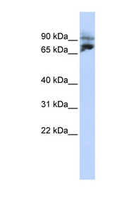 KIF2A antibody LS-B6538 Western blot of HepG2 cell lysate.