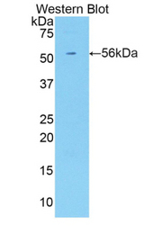 Western blot of recombinant CD158k / KIR3DL2.
