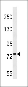 PLK1S1 Antibody western blot of 293 cell line lysates (35 ug/lane). The PLK1S1 antibody detected the PLK1S1 protein (arrow).