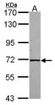 Sample (30 ug of whole cell lysate). A: A549. 7.5% SDS PAGE. KLC1 / Kinesin 2 antibody diluted at 1:1000.