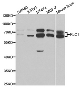 Western blot analysis of extracts of various cell lines, using KLC1 antibody.