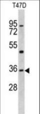 Western blot of KLF6 antibody in T47D cell line lysates (35 ug/lane). KLF6 (arrow) was detected using the purified antibody.