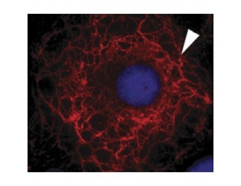 Immunocytochemistry/ Immunofluorescence - Anti-Cytokeratin 3 antibody [AE5] staining Cytokeratin 3 (red) in transfected Ptk2 cells