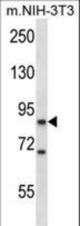 Mouse Ksr1 Antibody western blot of mouse NIH-3T3 cell line lysates (35 ug/lane). The Ksr1 antibody detected the Ksr1 protein (arrow).