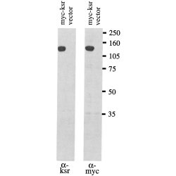 Western blot of myc-tagged murine KSR expressed in COS cells using Rat anti-Human KSR (LS-C44281) and visualized using ECL (note detection of myc tag as control using anti-c-myc clone 9E10).