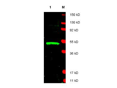 Anti-LDB1 Antibody - Western Blot. Western blot of affinity purified anti-LDB1 antibody shows detection of LDB1 protein (arrowhead) in Jurkat whole cell lysate. Approximately 30 ug of lysate was loaded prior to separation and transfer to nitrocellulose. Primary antibody was used at a 1:1800 dilution in 5% BLOTTO in PBS reacted overnight at 4C. The membrane was washed and reacted with a 1:20000 dilution of DyLight800 conjugated Gt-a-Rabbit IgG [H&L] MX ( for 45 min at room temperature (800 nm channel, green). Molecular weight estimation was made by comparison to prestained MW markers in lane M (700 nm channel, red). Fluorescence image was captured using the Odyssey Infrared Imaging System developed by LI-COR. IRDye is a trademark of LI-COR, Inc. Other detection systems will yield similar results.