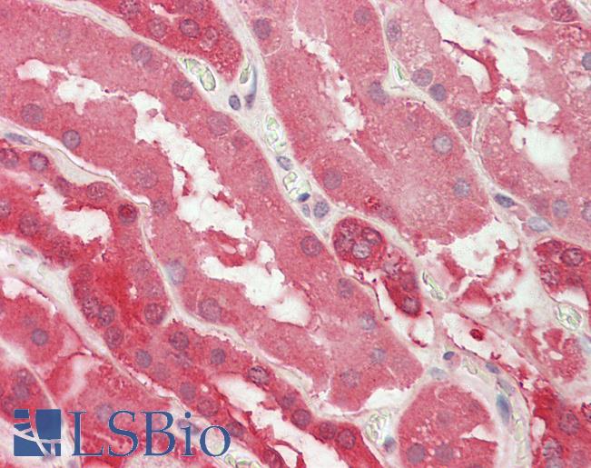Anti-LDHB / LDH-B antibody IHC staining of human kidney. Immunohistochemistry of formalin-fixed, paraffin-embedded tissue after heat-induced antigen retrieval. Antibody LS-B11270 concentration 5 ug/ml.