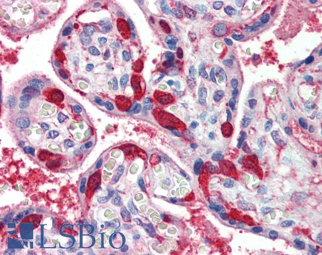 Anti-LDHB antibody IHC of human placenta. Immunohistochemistry of formalin-fixed, paraffin-embedded tissue after heat-induced antigen retrieval. Antibody LS-B3994 concentration 5 ug/ml.