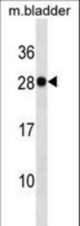 Mouse Lgals3 Antibody western blot of mouse bladder tissue lysates (35 ug/lane). The Lgals3 antibody detected the Lgals3 protein (arrow).