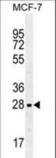 LGALS3 Antibody western blot of MCF-7 cell line lysates (35 ug/lane). The LGALS3 antibody detected the LGALS3 protein (arrow).