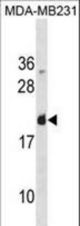 LGALS7 Antibody western blot of MDA-MB231 cell line lysates (35 ug/lane). The LGALS7 antibody detected the LGALS7 protein (arrow).