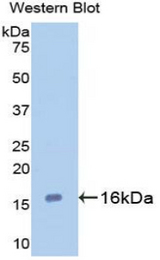 Western blot of recombinant GAL7 / Galectin 7.