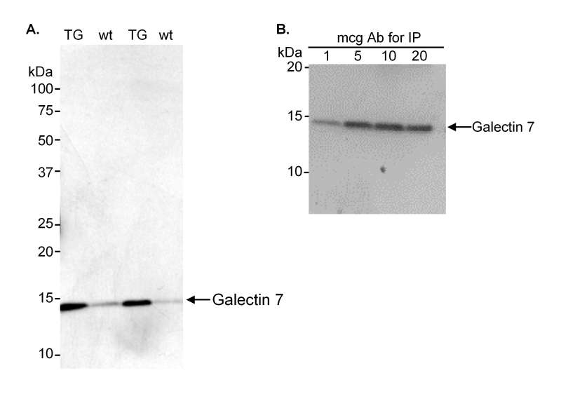 Detection of Mouse Galectin 7 by Western Blot and Immunoprecipitation. Samples: A. Modified RIPA extract (10 ug) from the epidermis of FVB wild-type (wt) or COX2 transgenic (TG) mice. B. Modified RIPA extract (20 ug) from the epidermis of FVB wild-type mice. Antibody: Affinity purified rabbit anti-galectin 7 used at 0.005 (A) or 0.0025 (B) ug/ml for WB and as indicated for IP. Detection: Chemiluminescence with 1 second exposure time.