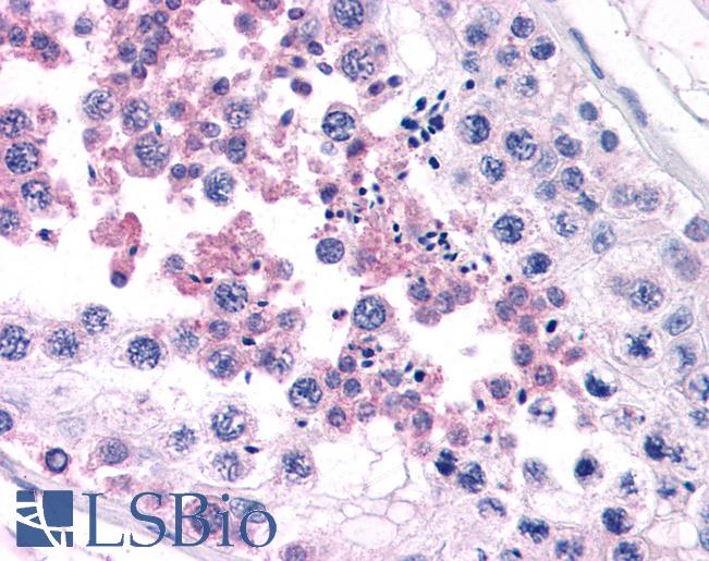 Anti-CAMP antibody IHC of human testis. Immunohistochemistry of formalin-fixed, paraffin-embedded tissue after heat-induced antigen retrieval. Antibody LS-B2687 concentration 5 ug/ml.