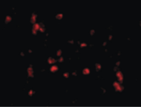 Immunofluorescence of Cathelicidin in Human Spleen cells with Cathelicidin antibody at 20 ug/ml.