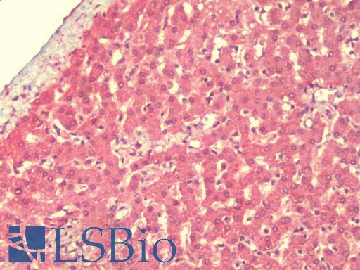 Anti-IFLTD1 antibody IHC staining of human liver. Immunohistochemistry of formalin-fixed, paraffin-embedded tissue after heat-induced antigen retrieval. Antibody LS-B9551 concentration 5 ug/ml.