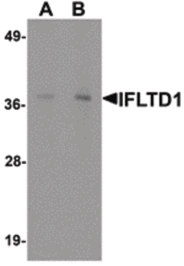 Western blot of IFLTD1 in rat liver tissue lysate with IFLTD1 antibody at (A) 1 and (B) 2 ug/ml.