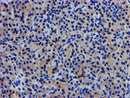 IHC of paraffin-embedded Human pancreas tissue using anti-LPL mouse monoclonal antibody.