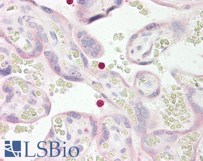 Anti-TLT2 / TREML2 antibody IHC of human placenta. Immunohistochemistry of formalin-fixed, paraffin-embedded tissue after heat-induced antigen retrieval. Antibody LS-B8196 dilution 2.5-5 ug/ml.