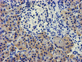 IHC of paraffin-embedded Human pancreas tissue using anti-LPL mouse monoclonal antibody.