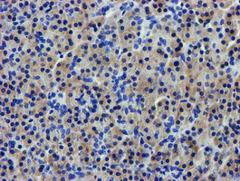 IHC of paraffin-embedded Human pancreas tissue using anti-LPL mouse monoclonal antibody.