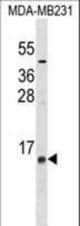 LST1 Antibody western blot of MDA-MB231 cell line lysates (35 ug/lane). The LST1 antibody detected the LST1 protein (arrow).