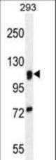 MAN2A1 Antibody western blot of 293 cell line lysates (35 ug/lane). The MAN2A1 antibody detected the MAN2A1 protein (arrow).