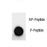 Dot blot of MAP2 Antibody (S1539) antibody on nitrocellulose membrane. 50ng of Phospho-peptide or Non Phospho-peptide per dot were adsorbed. Antibody working concentrations are 0.5ug per ml.