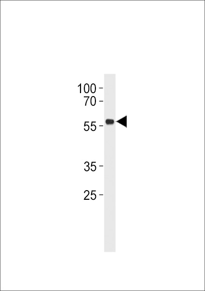 p53 Antibody (S315) western blot of Daudi cell line lysates (35 ug/lane). The p53 antibody detected the p53 protein (arrow).