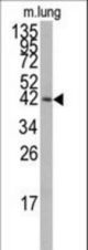 Western blot of anti-MAPK14 Antibody (T180/Y182) in mouse lung tissue lysates (35 ug/lane). MAPK14 (arrow) was detected using the purified antibody.