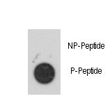 Dot blot of anti-Phospho-MAPKAPK2-S272 Antibody on nitrocellulose membrane. 50ng of Phospho-peptide or Non Phospho-peptide per dot were adsorbed. Antibody working concentrations are 0.5ug per ml.